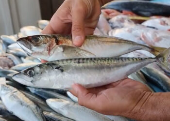 Comprare il pesce fresco: la guida all'acquisto - Melarossa