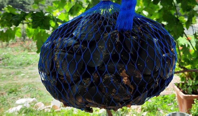 Cozza tarantina: un viaggio nel tempo alla scoperta dei sapori mediterranei