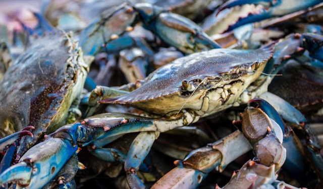 Granchi Blu e altre specie marine invasive