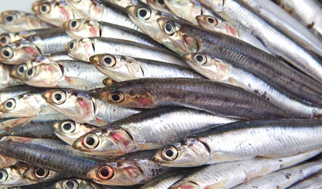 Alla scoperta delle Alici, tra storia, pesca e tradizioni