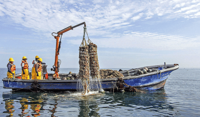 La crescita record delle capesante traina il settore dell'acquacoltura in Perù